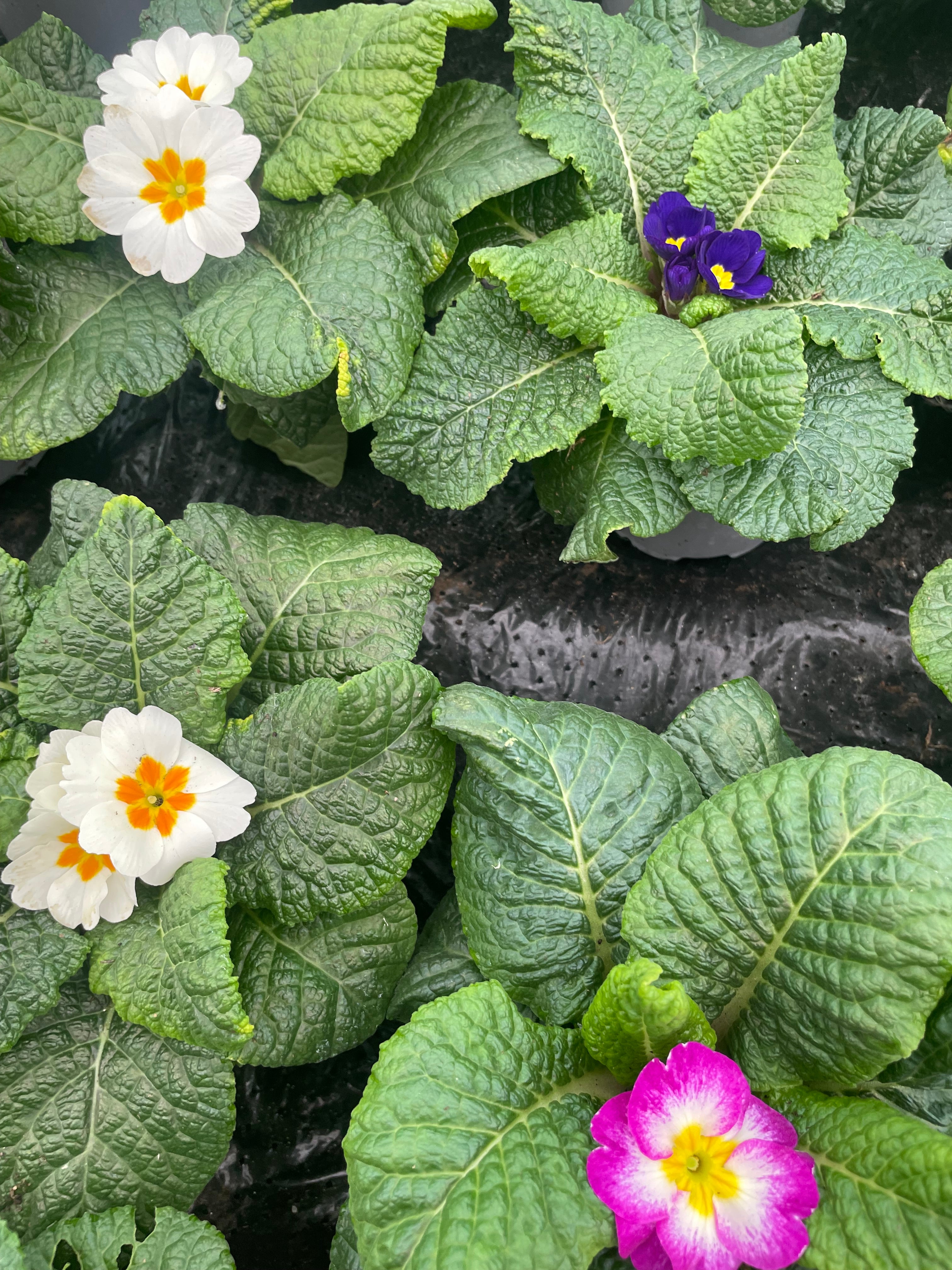 Primrose - 10cm Pot