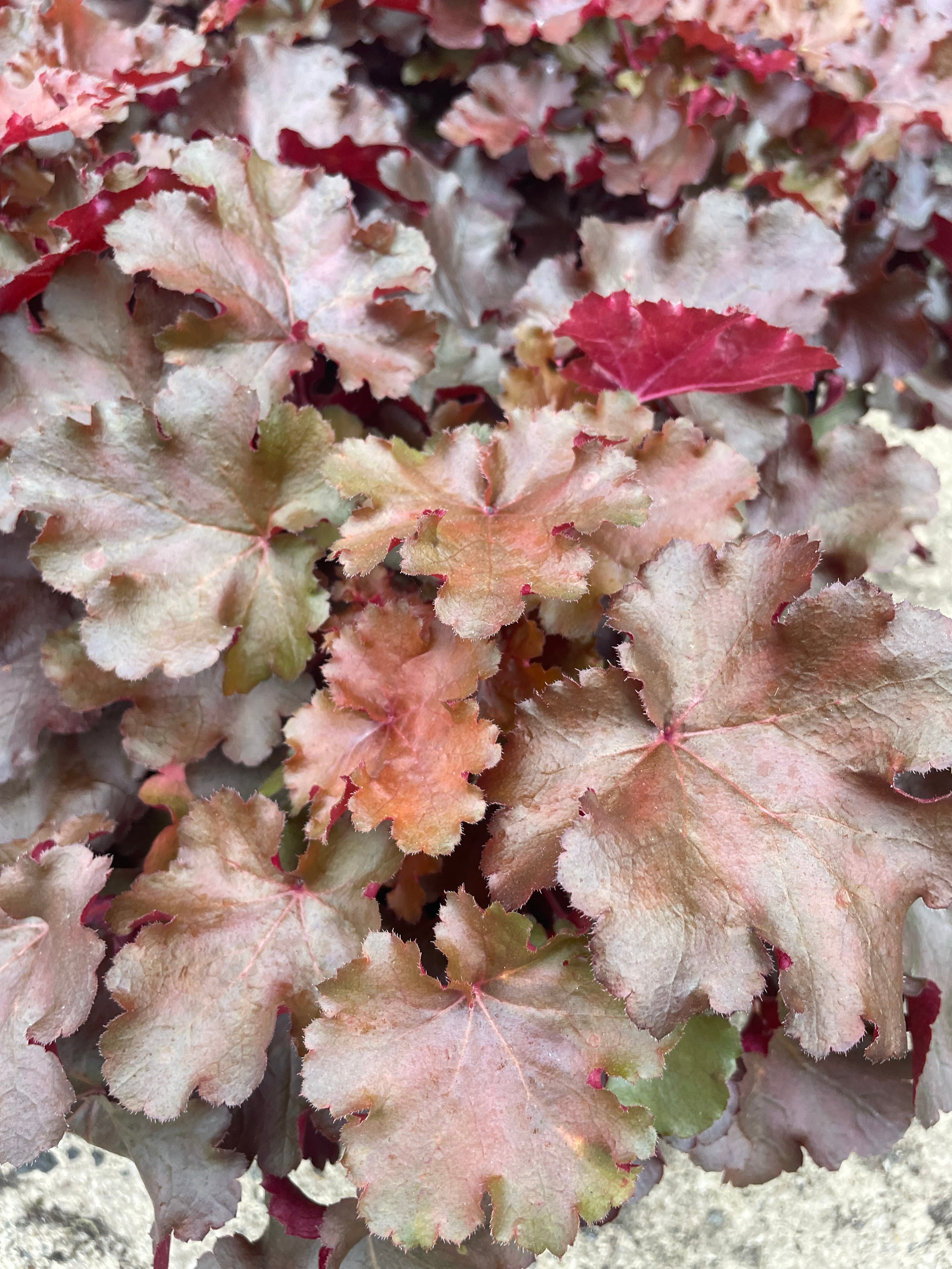 Heuchera Carnival