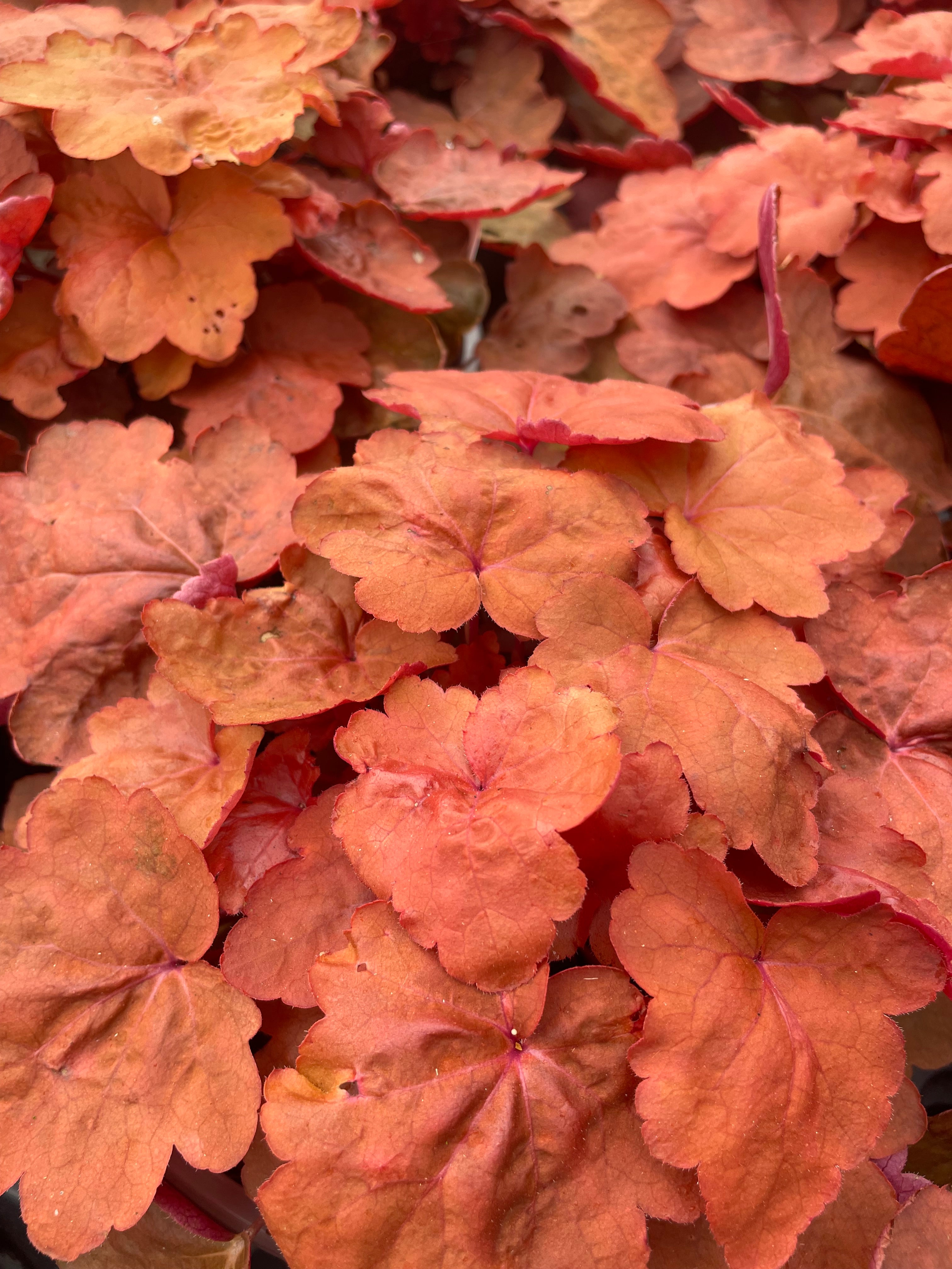 Heuchera Carnival