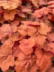 Heuchera Carnival