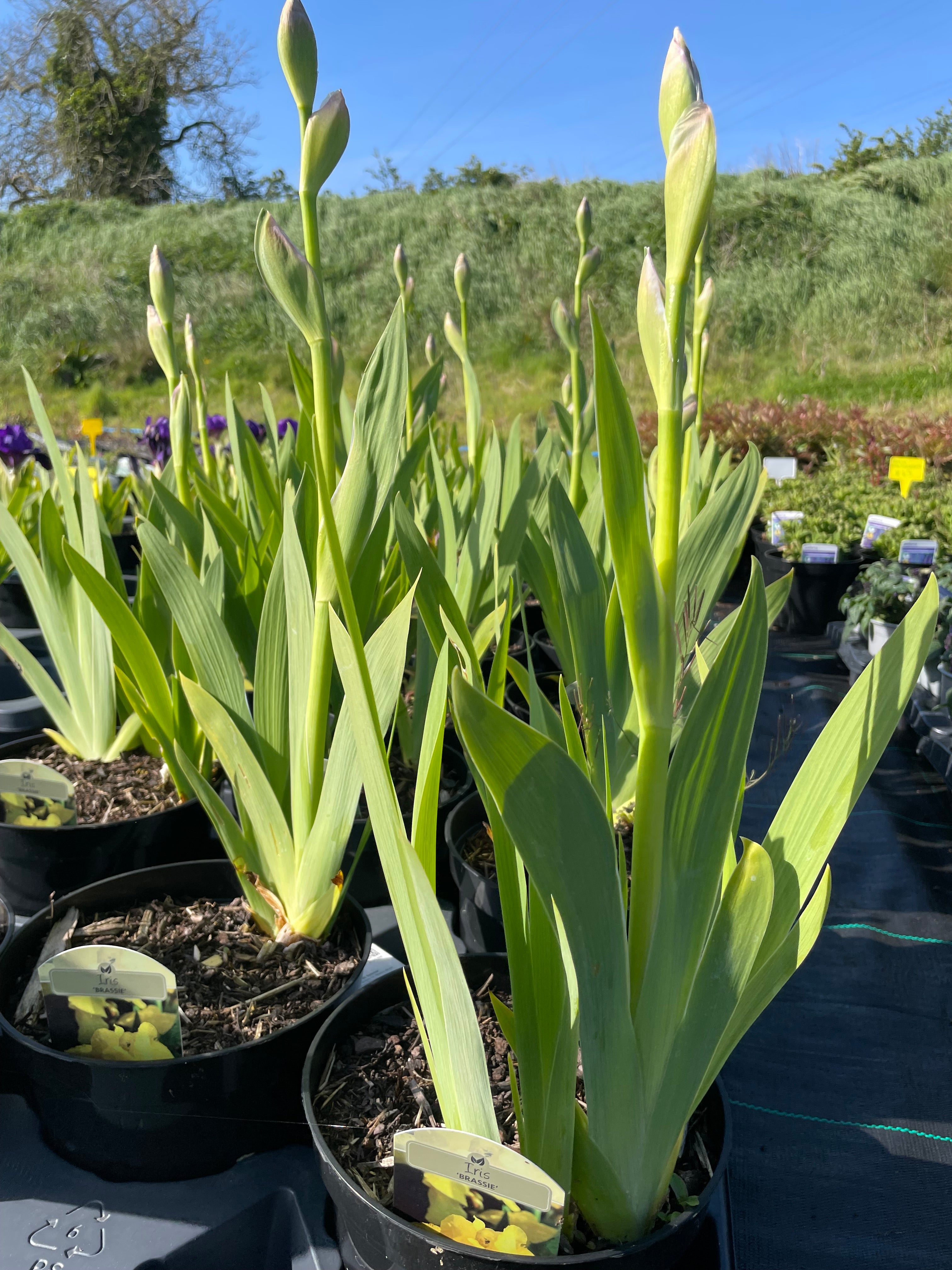 Iris  3 Litre