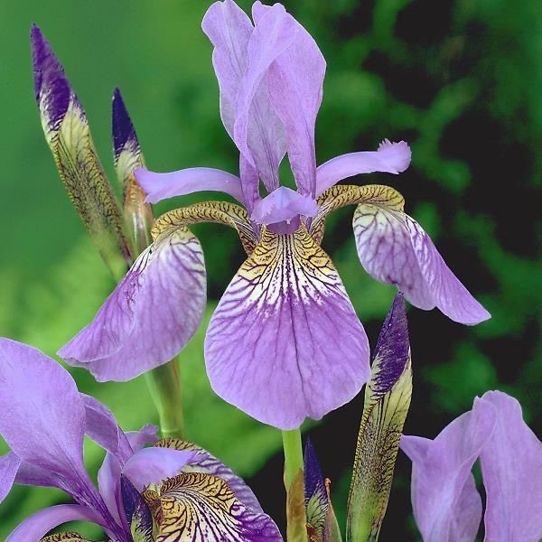 Iris  3 Litre