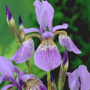 Iris  3 Litre