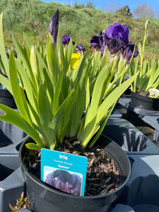 Iris  3 Litre