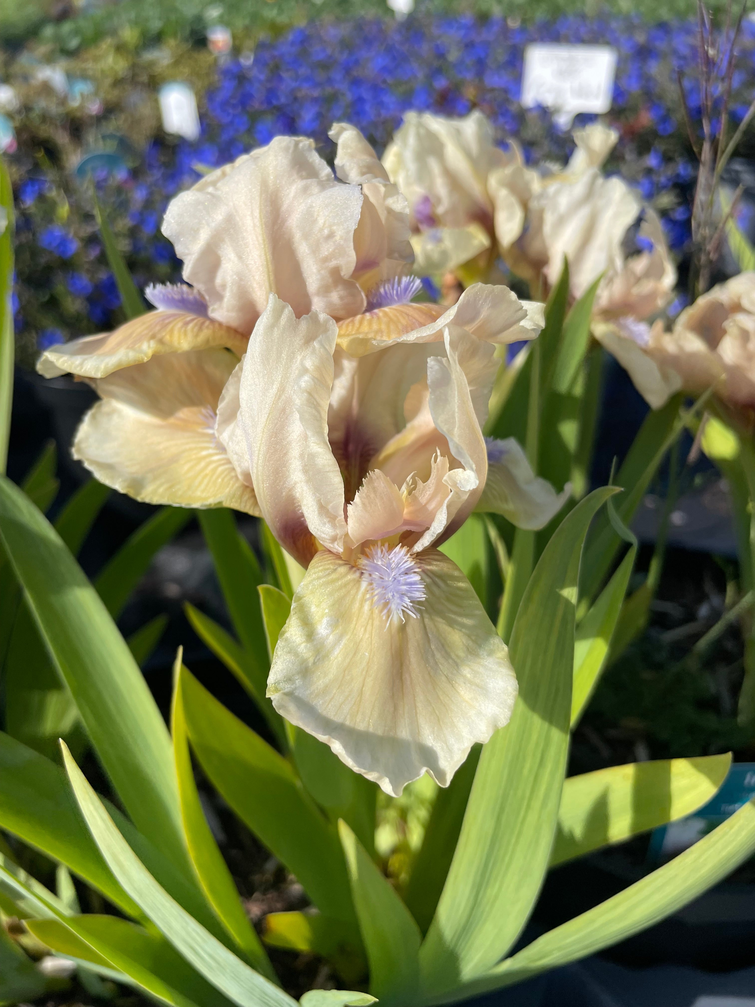 Iris  3 Litre