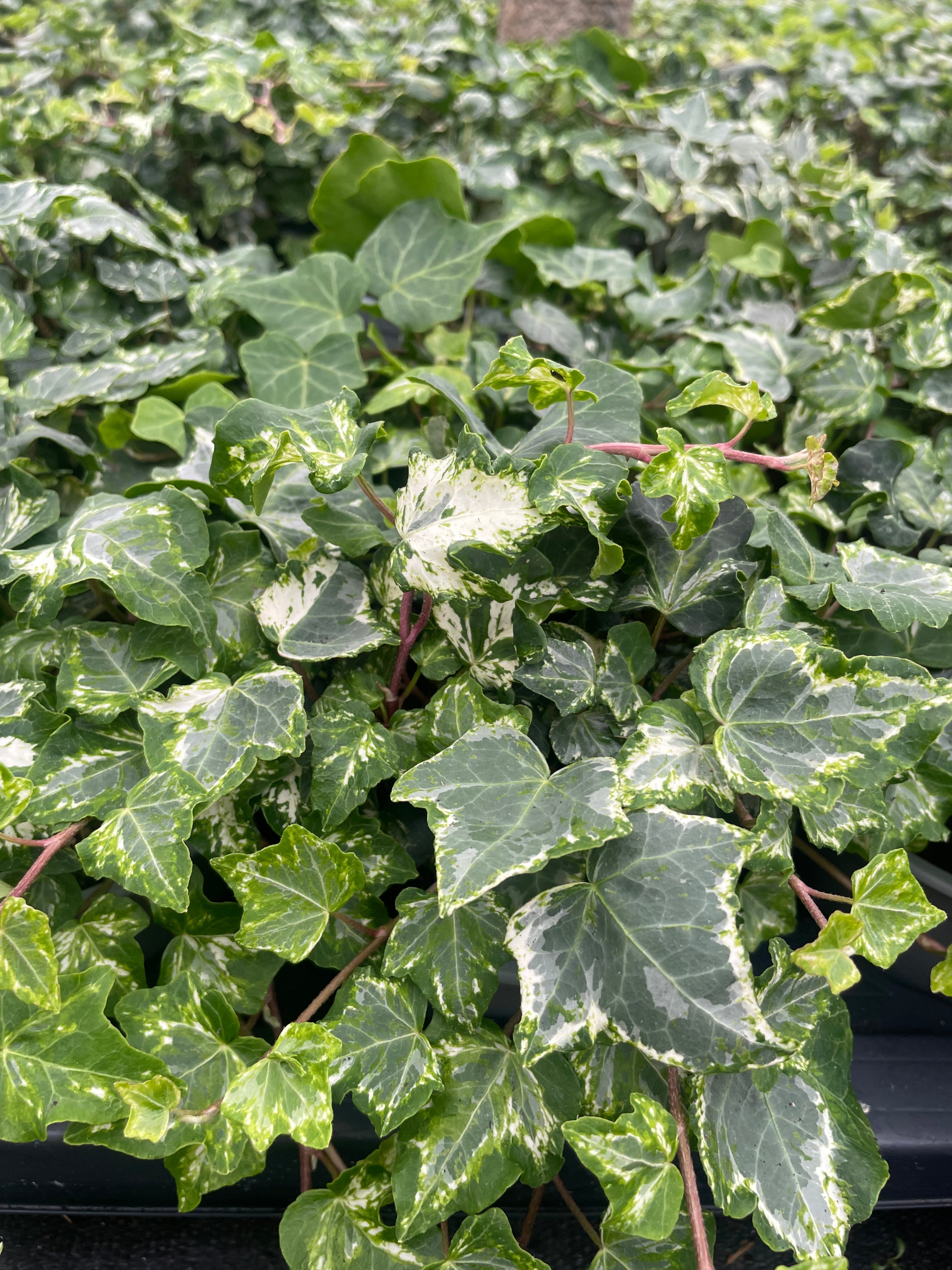 Ivy Hedera- 1 Litre