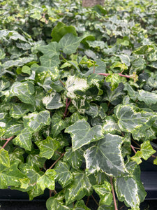 Ivy Hedera- 1 Litre