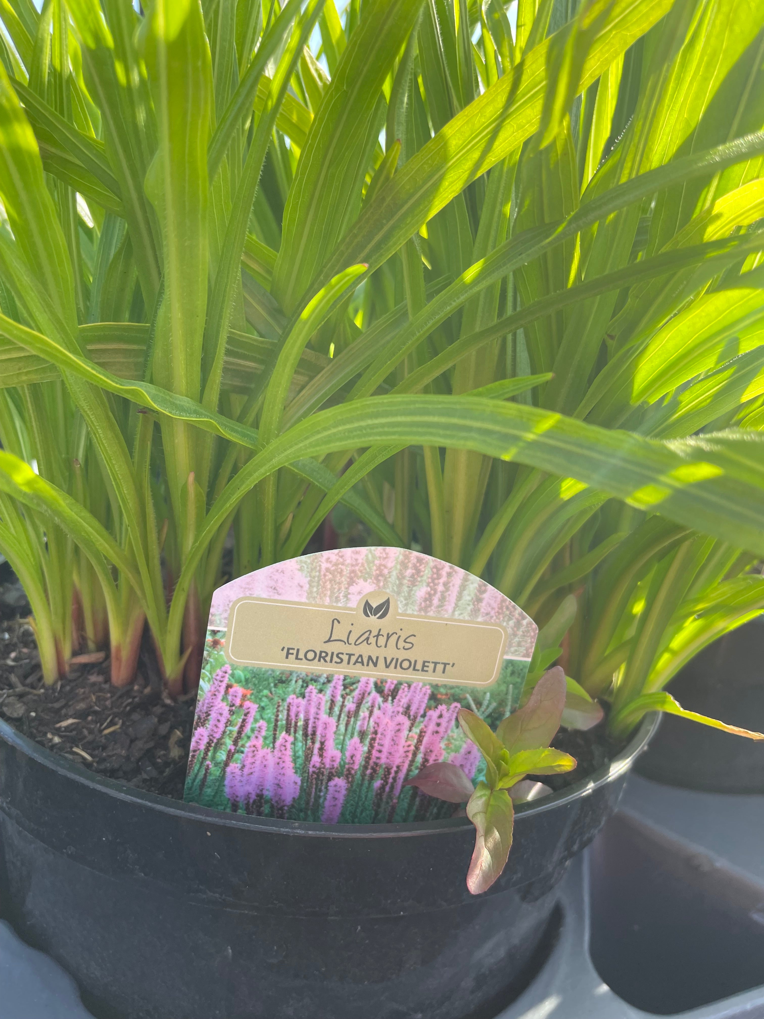 Liatris  3 Litre