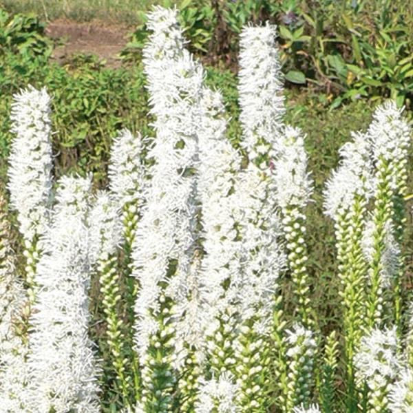 Liatris  3 Litre