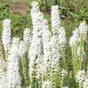 Liatris  3 Litre