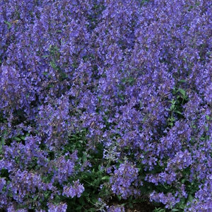 Nepeta Junior Walker