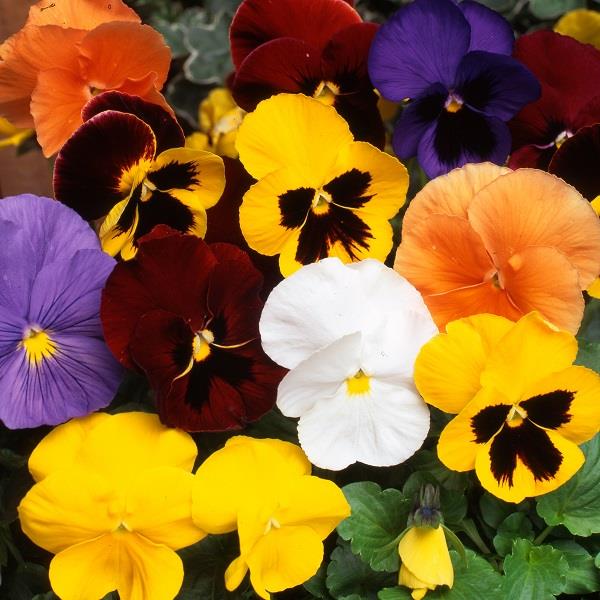Pansy Mixed - 6 Pack