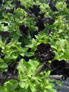 Petunia  1 Litre