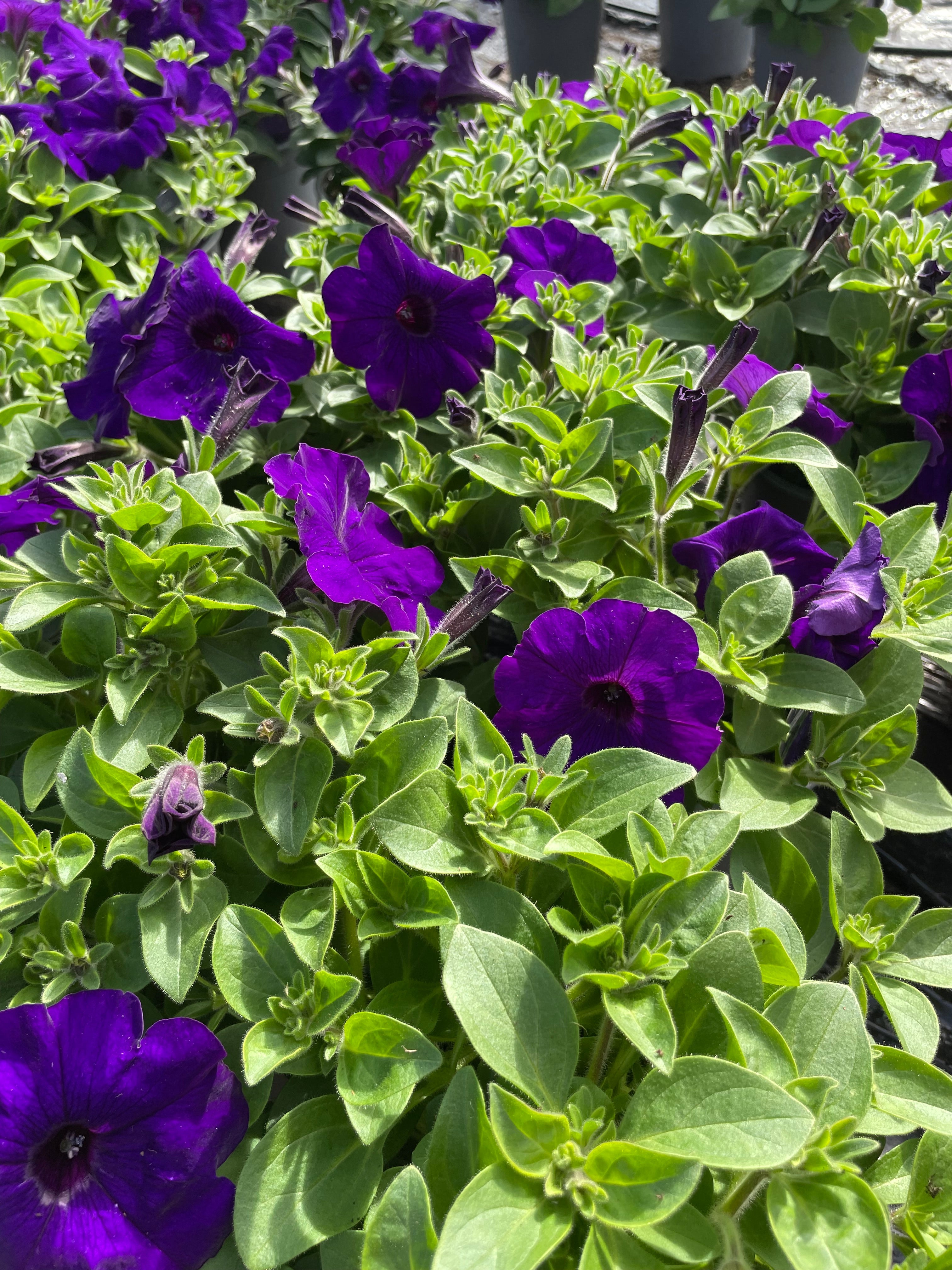 Petunia  1 Litre