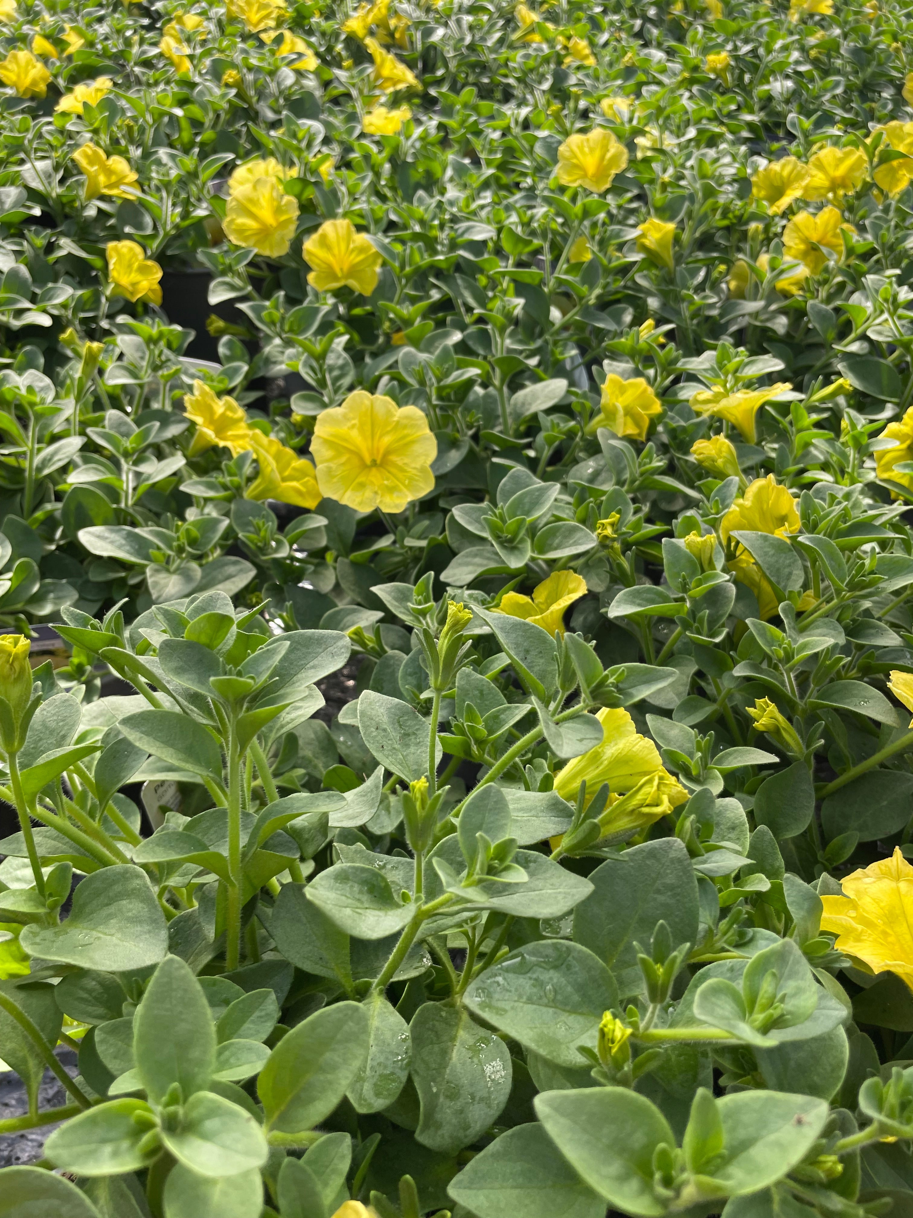 Petunia  1 Litre