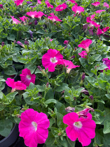 Petunia  1 Litre