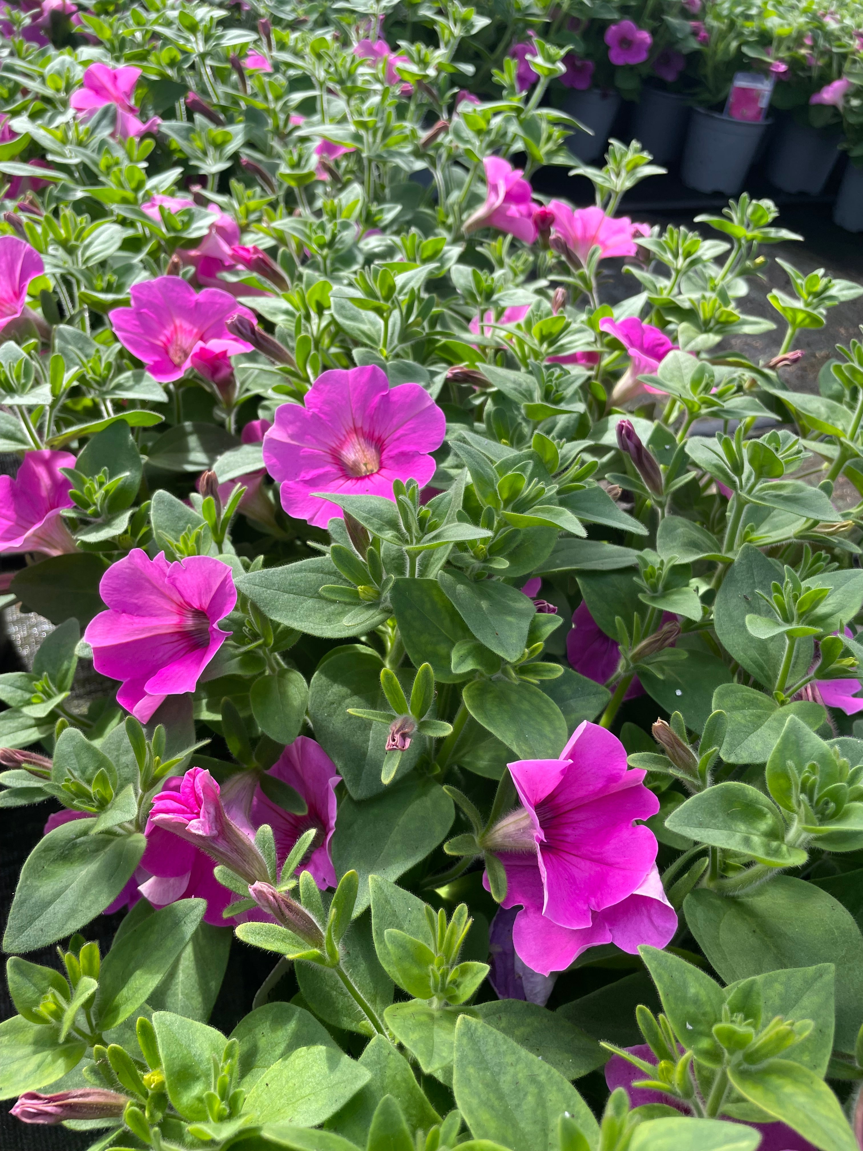 Petunia  1 Litre