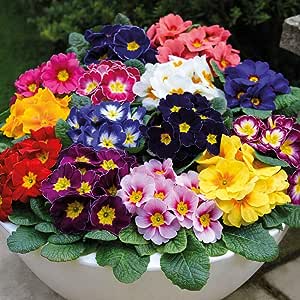Primrose - 10cm Pot