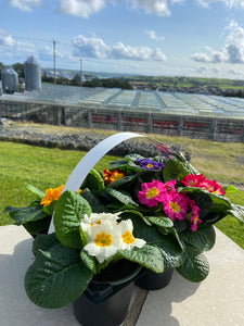 Primrose - 10cm Pot