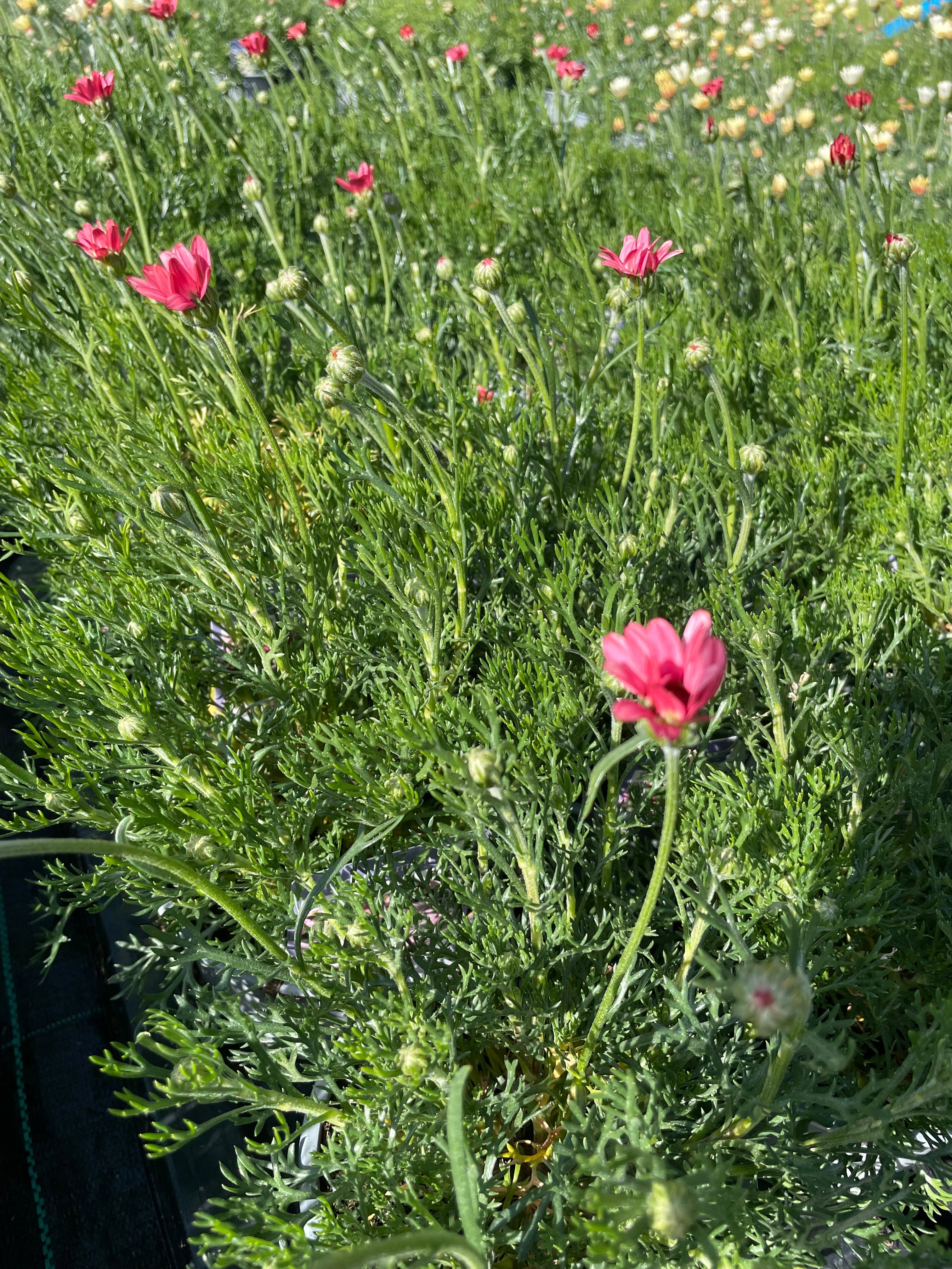 Rhodanthemum  1 Litre