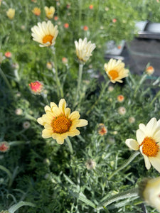 Rhodanthemum  1 Litre