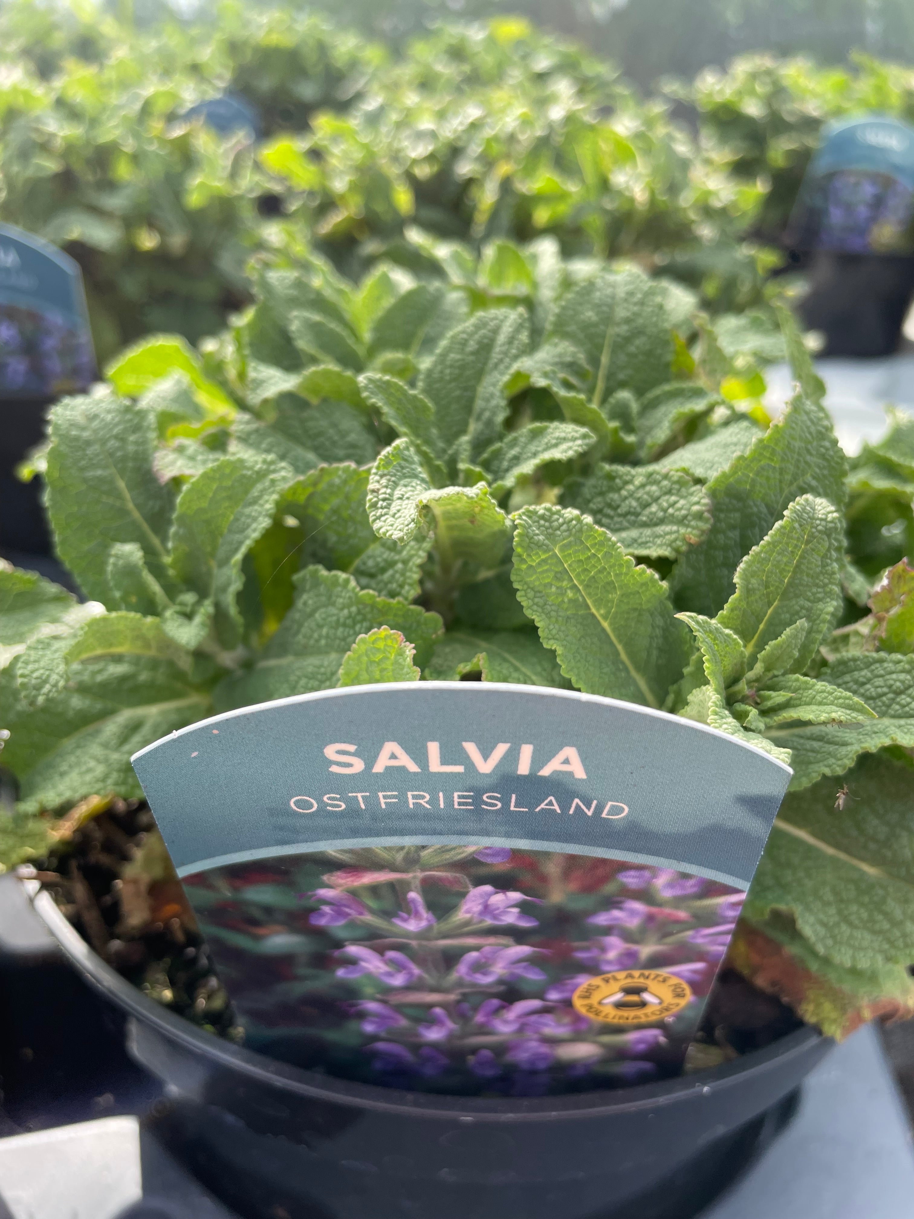 Salvia 3 Litre