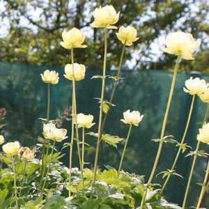 Trollius 3 Litre