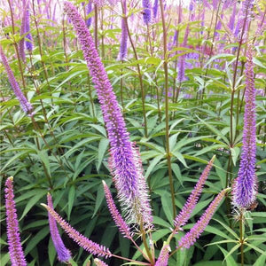 Veronicastrum 3 Litre