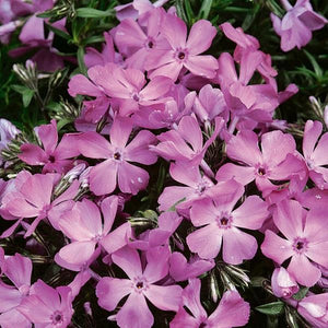 Phlox Subulata (7 colours)
