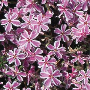 Phlox Subulata (7 colours)