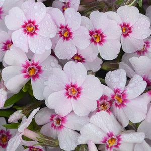 Phlox Subulata (7 colours)