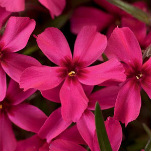 Phlox Subulata (7 colours)