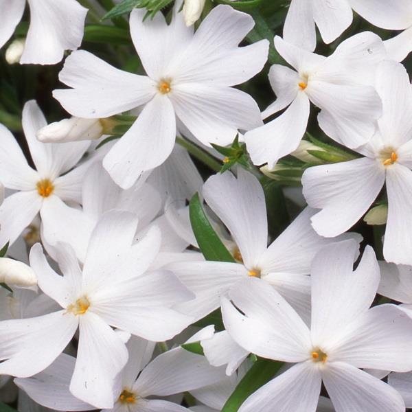 Phlox Subulata (7 colours)