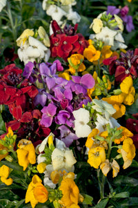 Wallflower Mixed - 6 pack