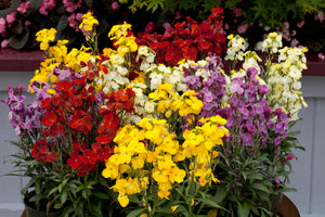 Wallflower Mixed - 6 pack